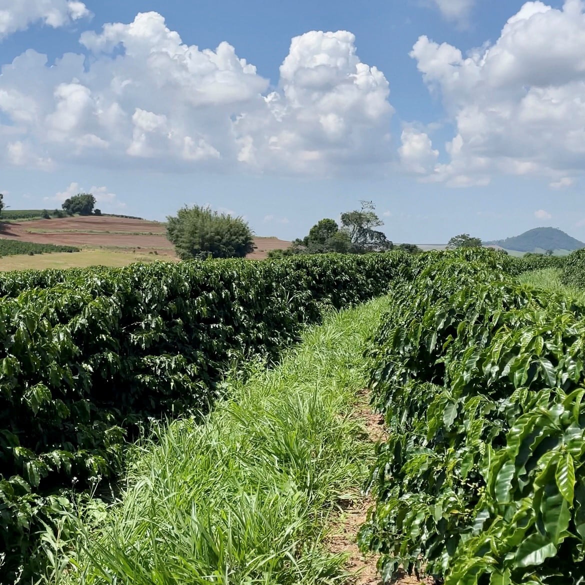 Cultivo de Café em Tejupá-SP